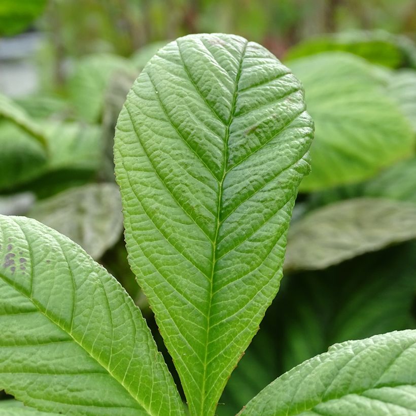 Rodgersia La Blanche (Folhagem)
