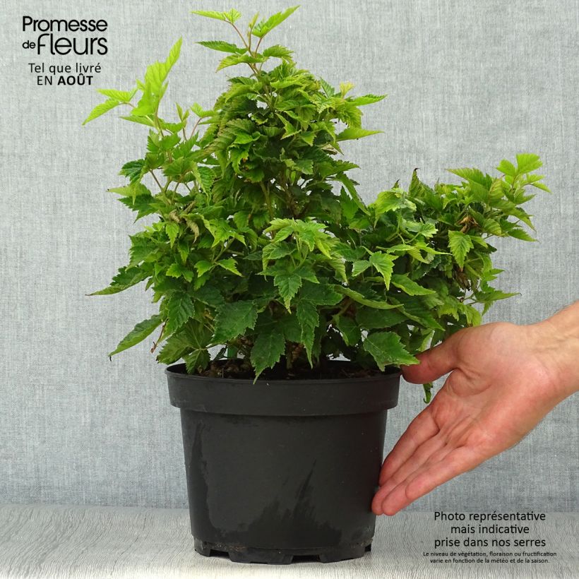 Amostra de Rubus spectabilis Olympic Double Vaso de 3 L/4 L tal como entregue no verão