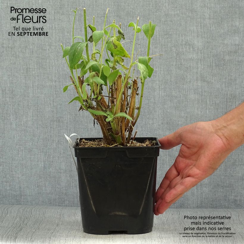 Amostra de Rudbeckia Giggling SmileyZ Pot de 2L/3L tal como entregue no outono