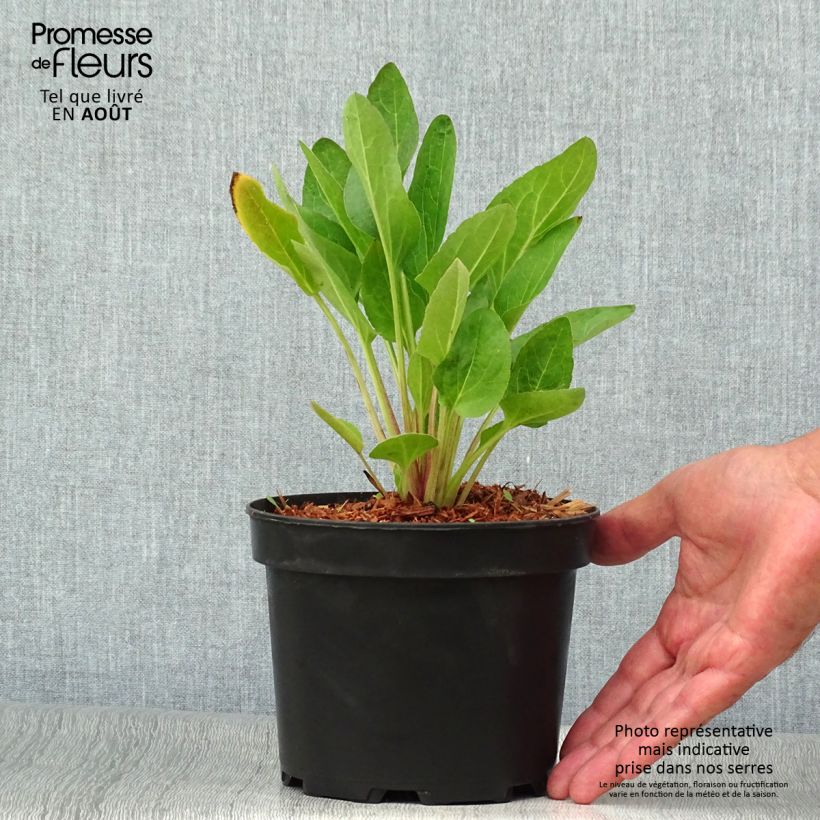 Amostra de Rudbeckia occidentalis Green Wizard Vaso de 2 L/3 L tal como entregue no verão