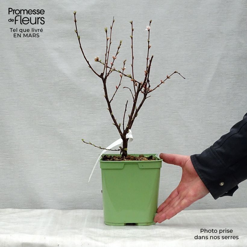 Amostra de Prunus tomentosa - Cerejeira-de-nanquim Vaso de 2 L/3 L tal como entregue na primavera