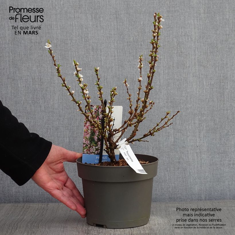 Amostra de Prunus tomentosa - Cerejeira-de-nanquim Vaso de 2 L/3 L tal como entregue no inverno