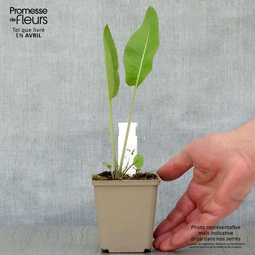 Amostra de Mostarda-dos-Monges - Mostarda alemã Vaso de 7/8 cm tal como entregue na primavera