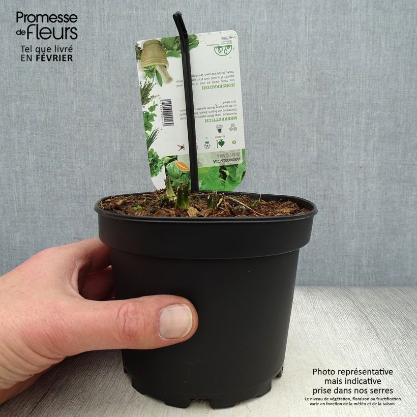 Amostra de Raifort - Armoracia rusticana - Moutarde des Allemands Vaso de 1,5 L/2 L tal como entregue no inverno