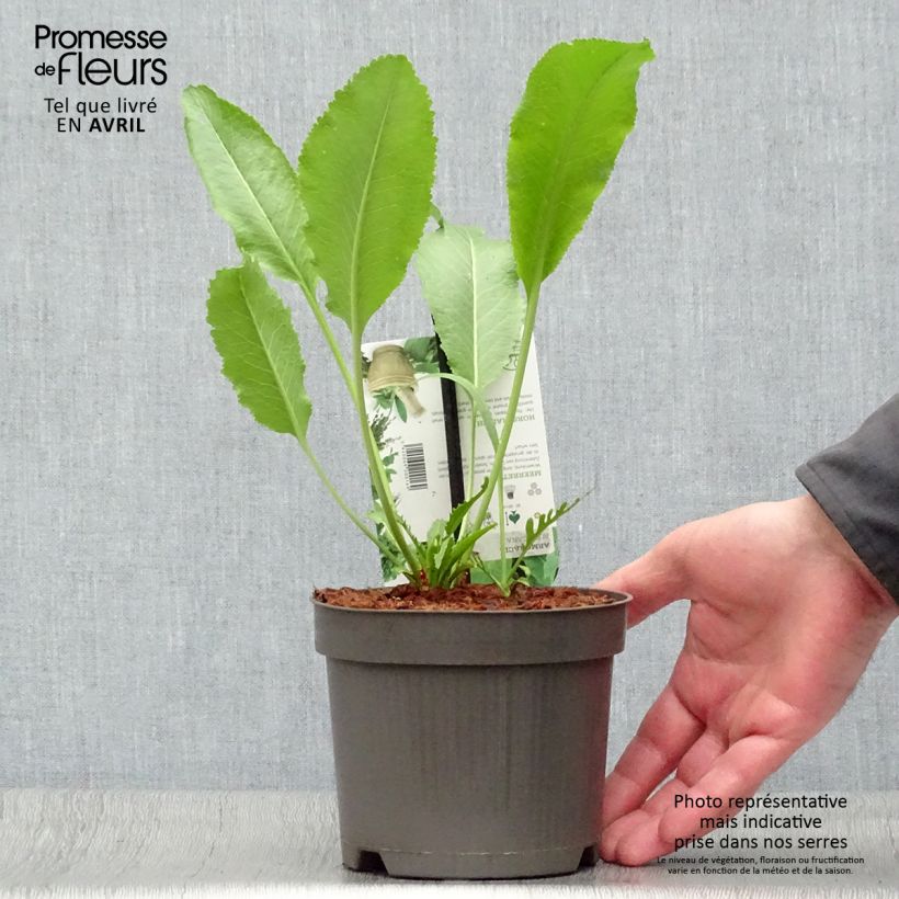 Amostra de Mostarda-dos-Monges - Mostarda alemã Vaso de 1,5 L/2 L tal como entregue na primavera