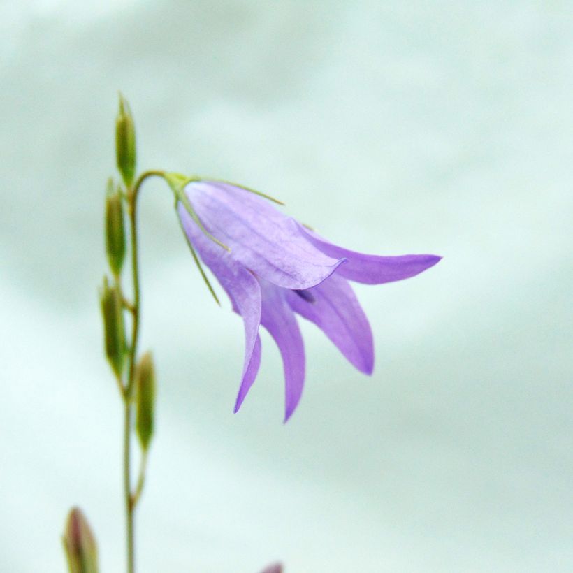 Rapôncio - Campanula rapunculus (Floração)