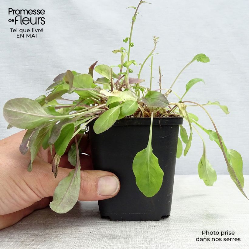 Amostra de Rapôncio - Campanula rapunculus Vaso de 7/8 cm tal como entregue na primavera