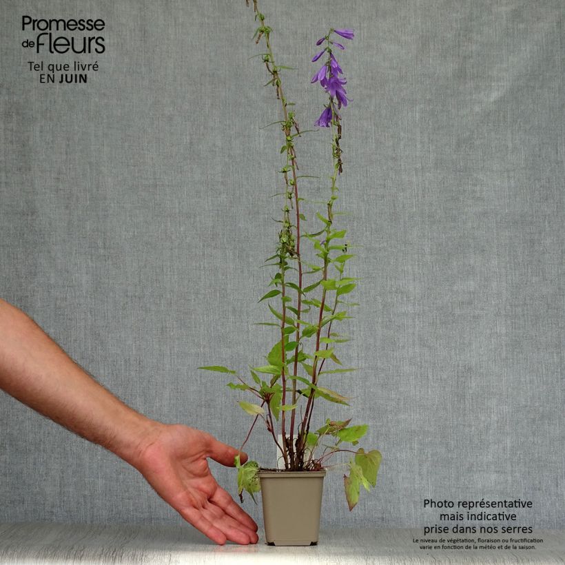 Amostra de Rapôncio - Campanula rapunculus Vaso de 7/8 cm tal como entregue no verão