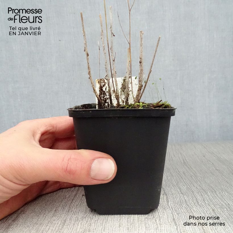 Amostra de Raiponce - Campanula rapunculus Vaso de 7/8 cm tal como entregue no inverno