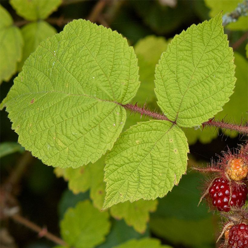 Framboeseiro-japonês - Rubus phoenicolasius (Folhagem)