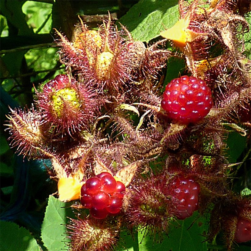 Framboeseiro-japonês - Rubus phoenicolasius (Colheita)