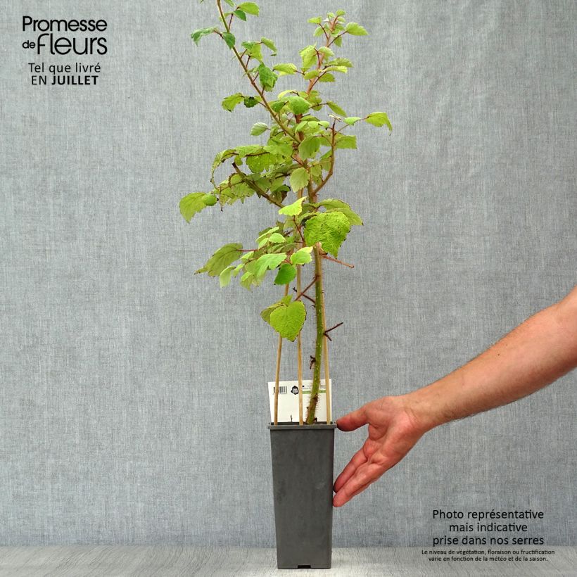 Amostra de Framboeseiro-japonês - Rubus phoenicolasius Vaso de 1,5 L/2 L, Tufo tal como entregue no verão