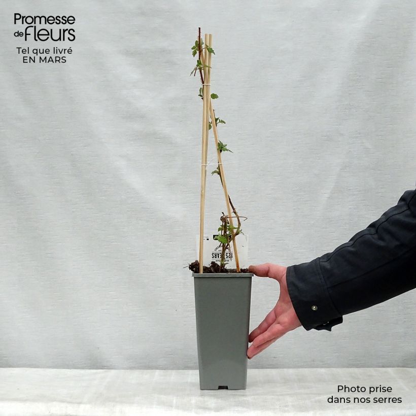 Amostra de Framboeseiro-japonês - Rubus phoenicolasius Vaso de 1,5 L/2 L, Tufo tal como entregue na primavera