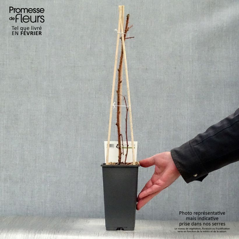 Amostra de Raisin ou Mûrier du Japon - Rubus phoenicolasius Vaso de 1,5 L/2 L, Tufo tal como entregue no inverno