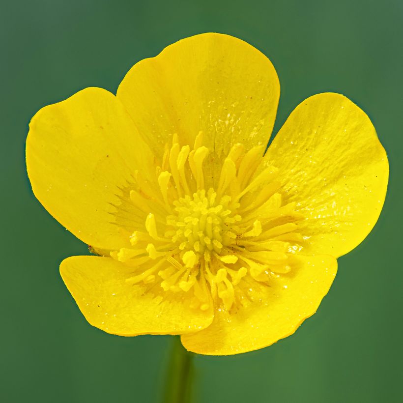 Ranunculus acris - Botão-de-ouro (Floração)