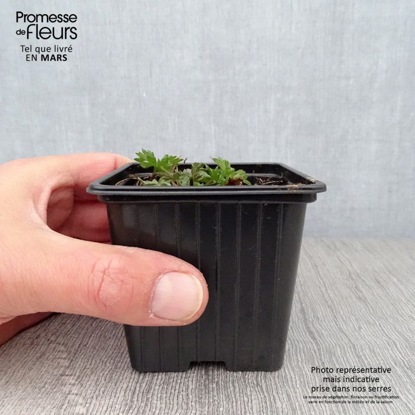 Amostra de Ranunculus acris - Botão-de-ouro Vaso de 7/8 cm tal como entregue na primavera