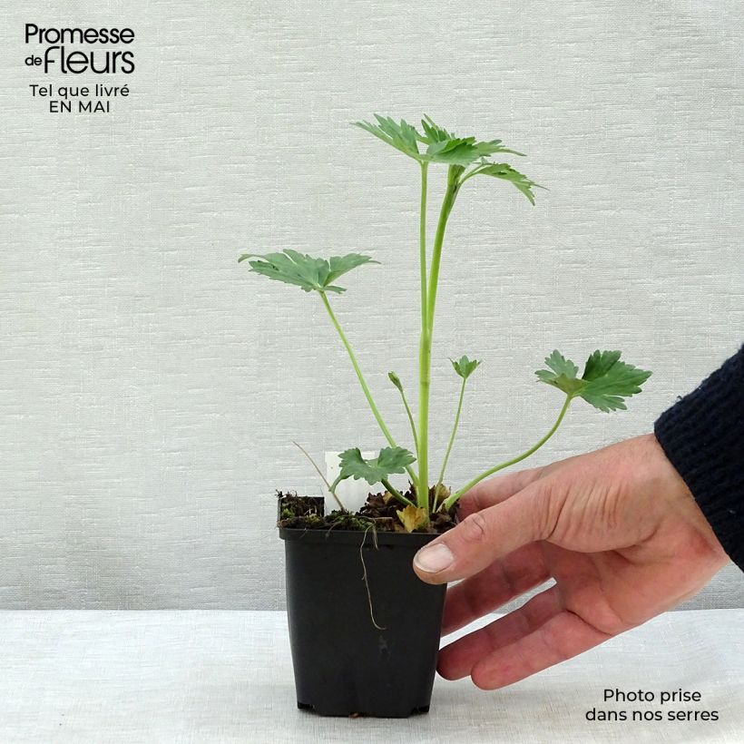 Amostra de Ranunculus acris Multiplex Vaso de 8/9 cm tal como entregue na primavera