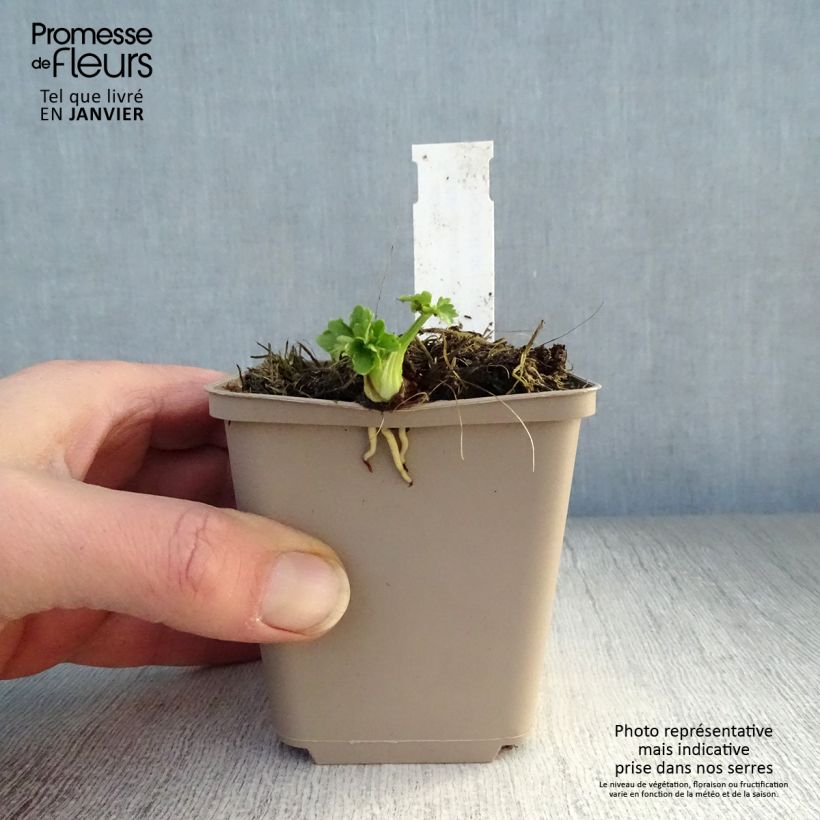 Amostra de Ranunculus acris Multiplex Vaso de 8/9 cm tal como entregue no inverno