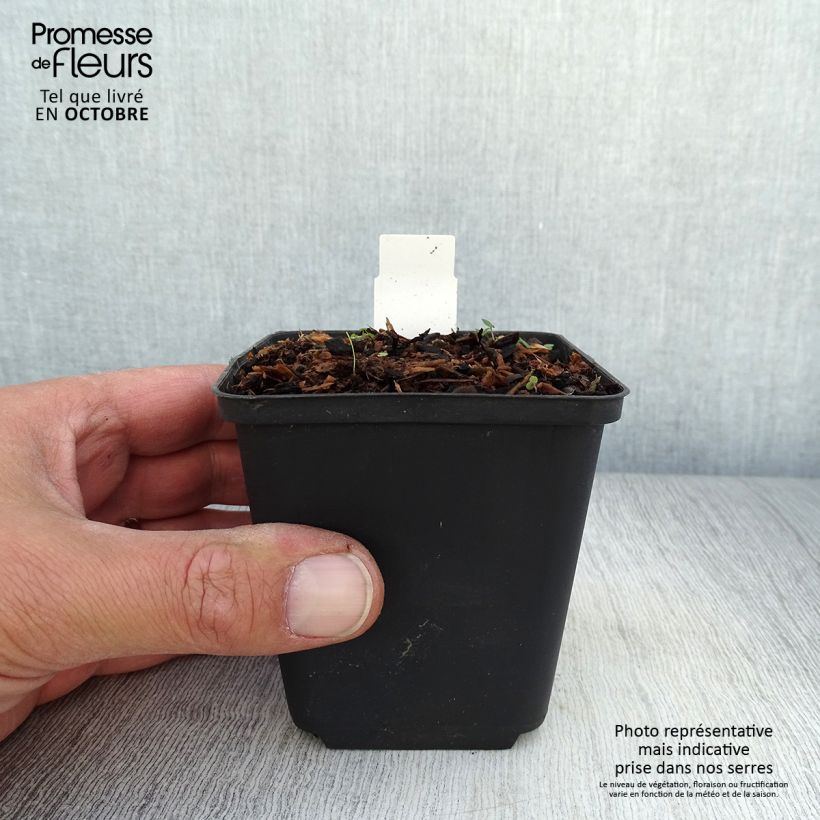 Amostra de Celidónia-menor Collarette - Ranunculus ficaria Vaso de 8/9 cm tal como entregue no outono