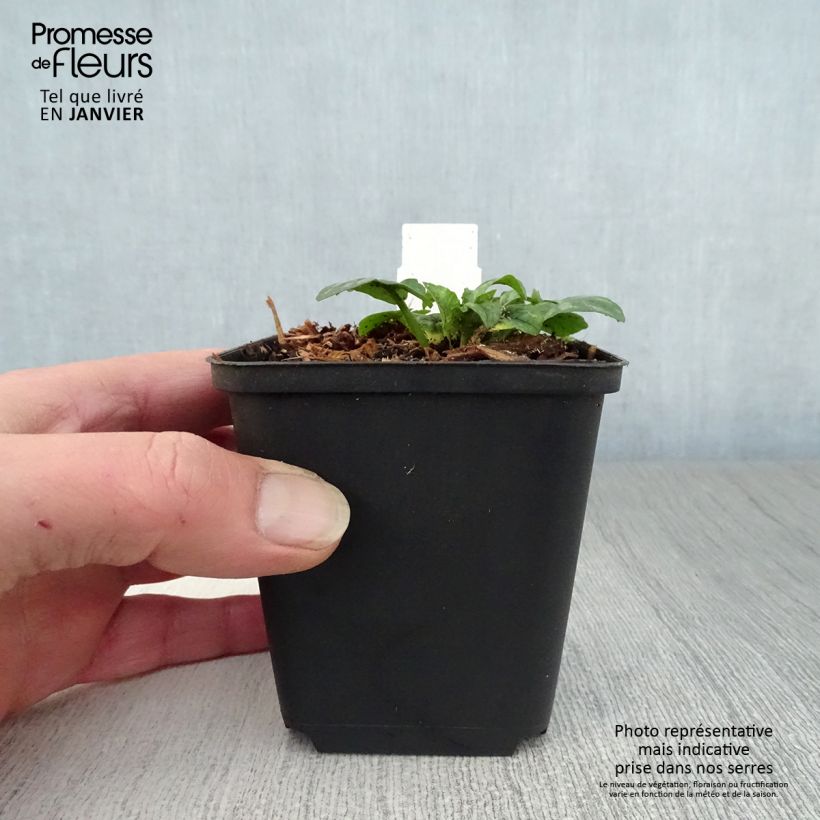 Amostra de Ranunculus ficaria Collarette - Ficaire fausse-renoncule. Vaso de 8/9 cm tal como entregue no inverno