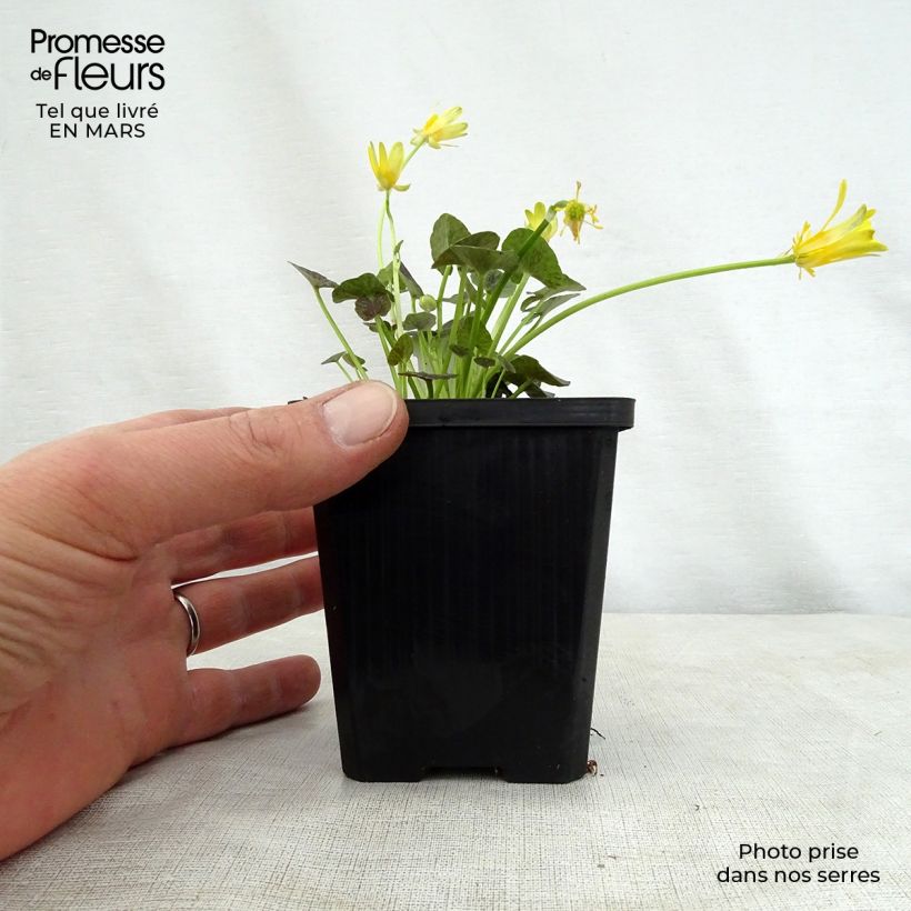 Amostra de Celidónia-menor Collarette - Ranunculus ficaria Vaso de 8/9 cm tal como entregue na primavera