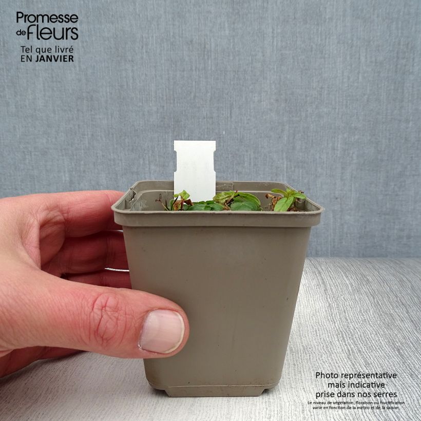 Amostra de Ranunculus ficaria Flore pleno - Ficaire fausse-renoncule Godet de 8/9 cm tal como entregue no inverno