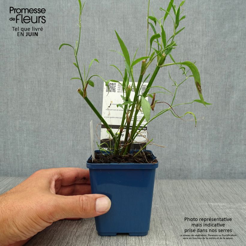 Amostra de Ranunculus flammula - Ranúnculo-flâmula Vaso de 8/9 cm tal como entregue no verão