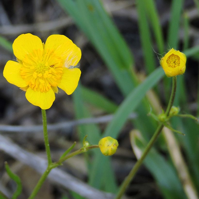 Ranunculus flammula - Ranúnculo-flâmula (Floração)