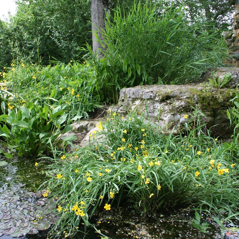 Ranunculus flammula - Ranúnculo-flâmula (Hábito)