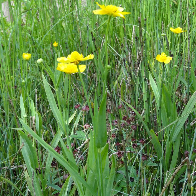 Ranunculus lingua (Hábito)