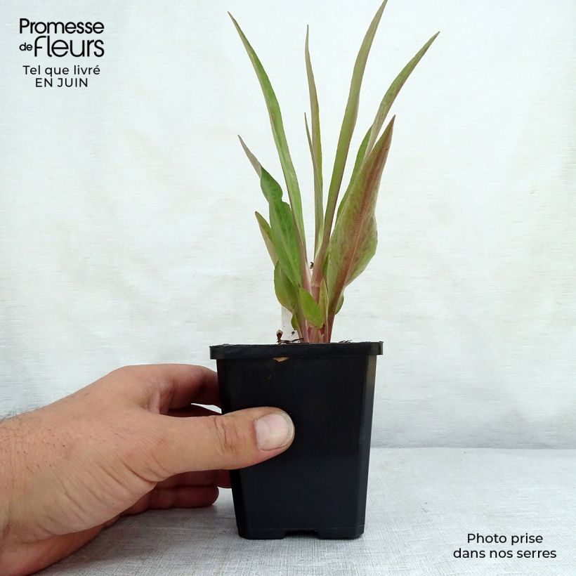 Amostra de Ranunculus lingua Vaso de 8/9 cm tal como entregue no verão