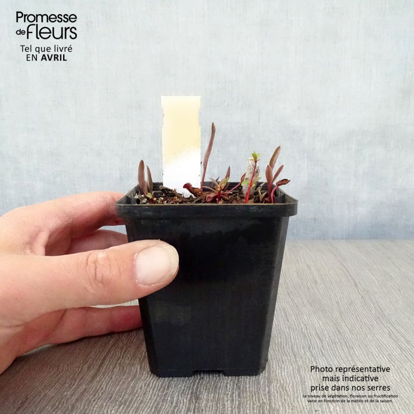 Amostra de Ranunculus lingua Vaso de 8/9 cm tal como entregue na primavera