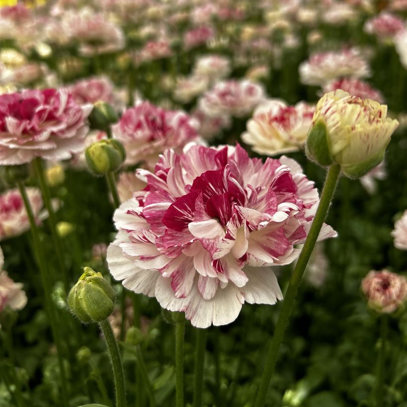 Ranúnculo Brushmark Cesar - Ranunculus asiaticus (Floração)