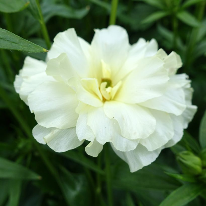 Ranúnculo Butterfly Graces - Ranunculus asiaticus (Floração)