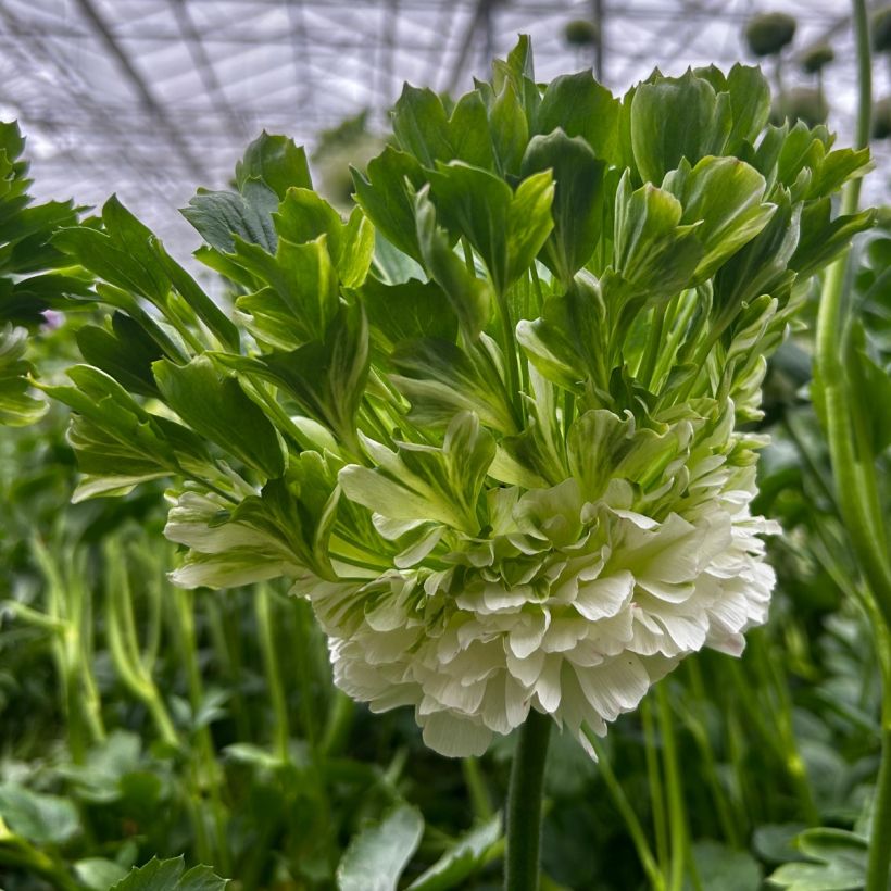 Ranúnculo Crown Giverny - Ranunculus asiaticus (Floração)