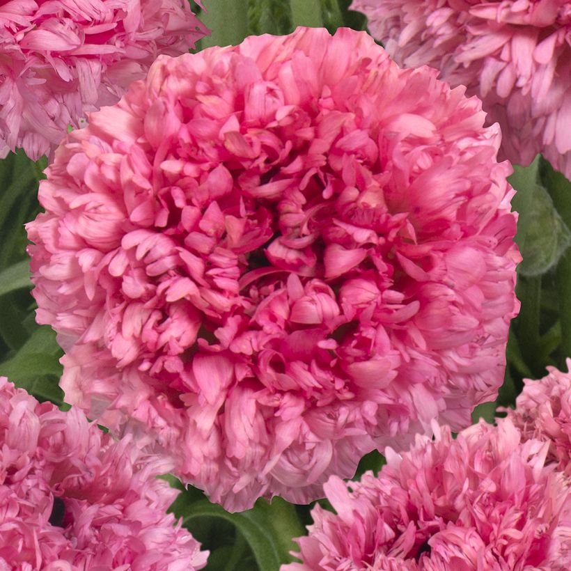 Ranúnculo Poodle Ramlia - Ranunculus asiaticus (Floração)