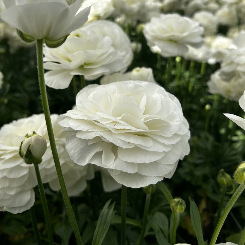 Ranúnculo Romance Courchevel - Ranunculus asiaticus (Floração)