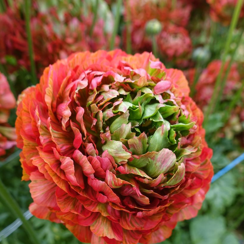 Ranúnculo Crown Bastille - Ranunculus asiaticus (Floração)