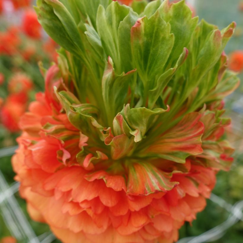 Ranúnculo Crown Nervion - Ranunculus asiaticus (Floração)