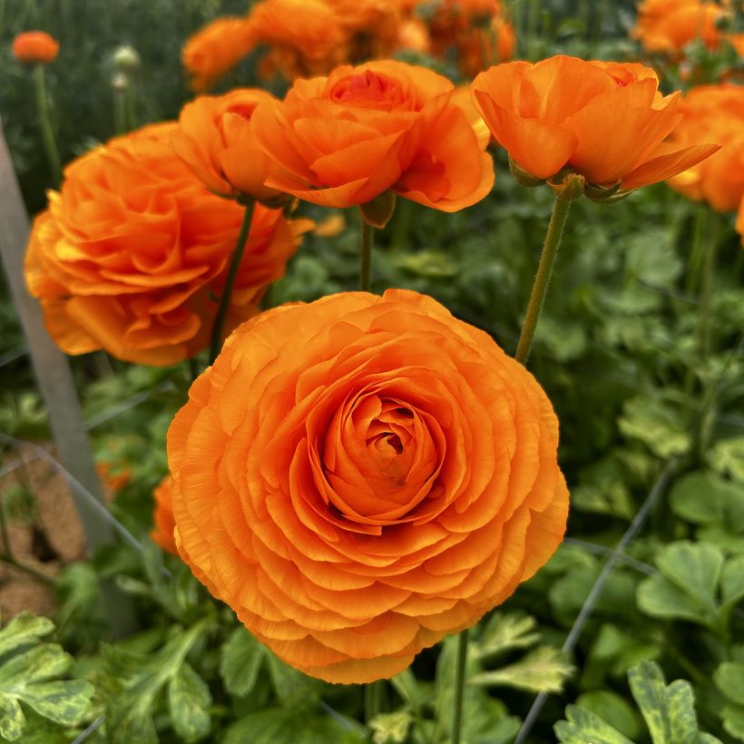 Ranúnculo Romance Digne - Ranunculus asiaticus (Floração)
