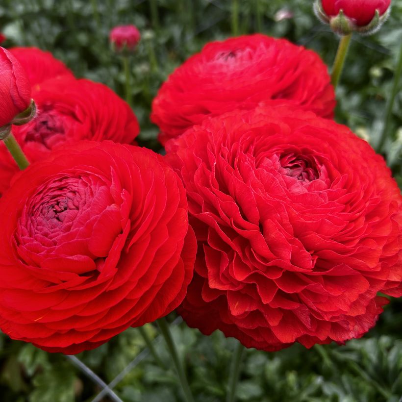 Ranúnculo Romance Get Lucky - Ranunculus asiaticus (Floração)