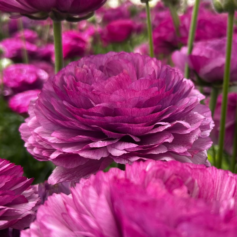 Ranúnculo Romance Loubeyres - Ranunculus asiaticus (Floração)