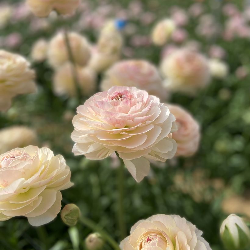 Ranúnculo Romance Maritime - Ranunculus asiaticus (Floração)
