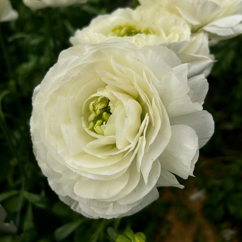 Ranúnculo Romance Montenvers - Ranunculus asiaticus (Floração)