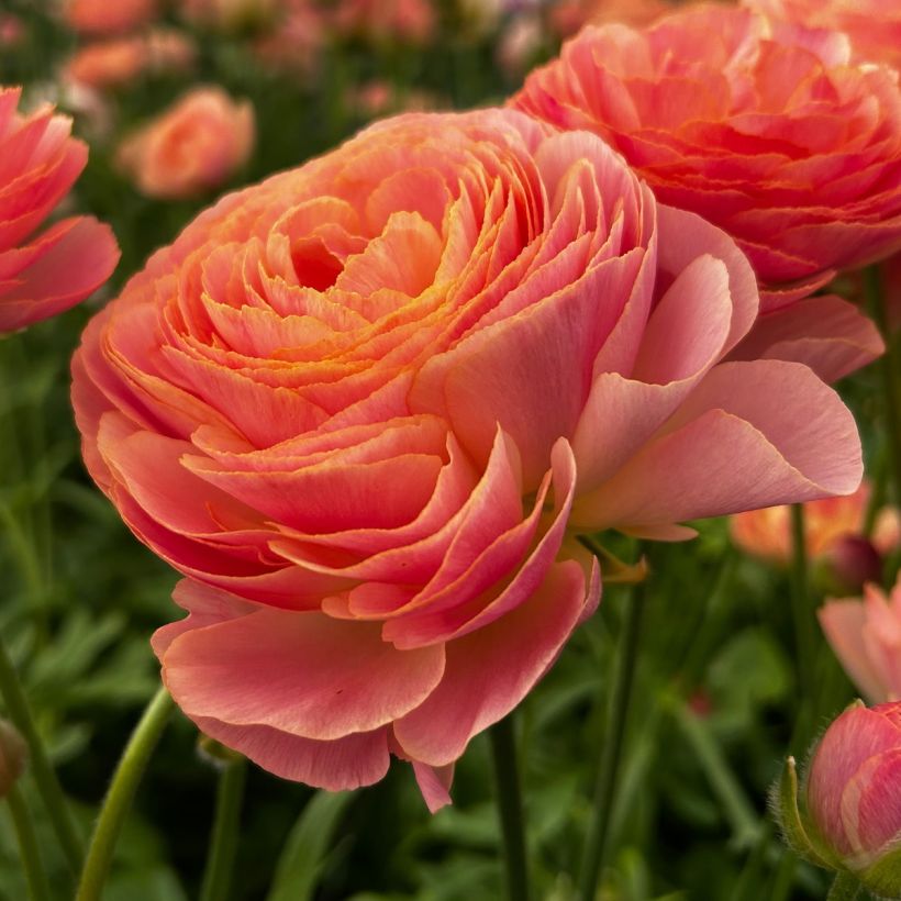 Ranúnculo Romance Nohant - Ranunculus asiaticus (Floração)