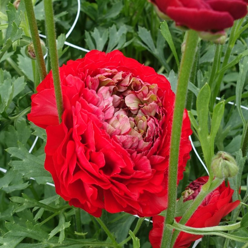 Ranúnculo Romance Odon - Ranunculus asiaticus (Floração)