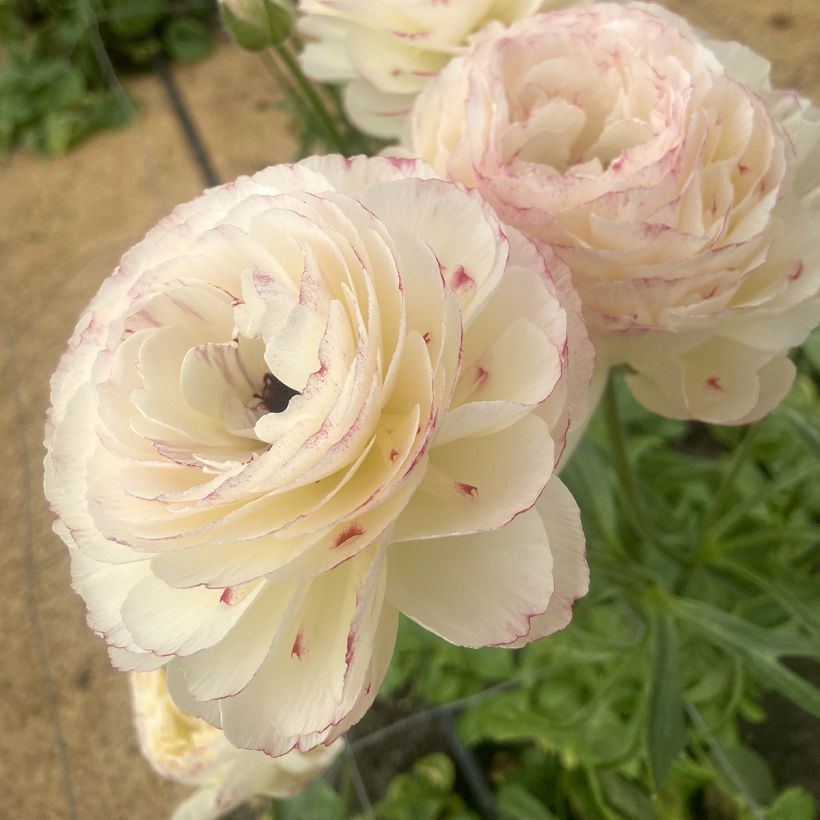 Ranúnculo Romance Orleans - Ranunculus asiaticus (Floração)