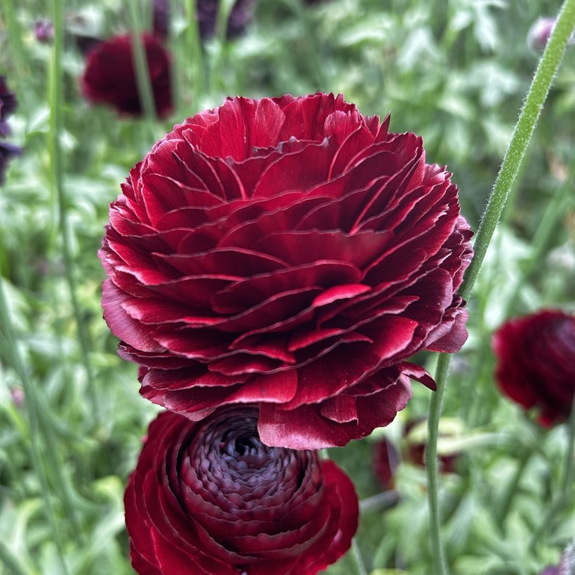 Ranúnculo Romance Perigord - Ranunculus asiaticus (Floração)