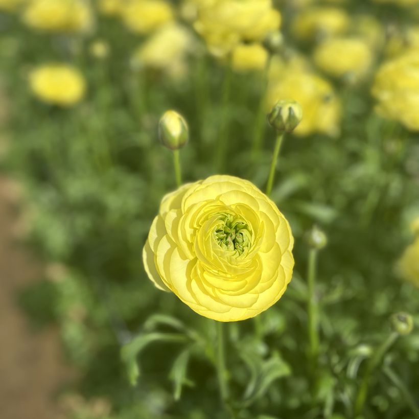 Ranúnculo Romance Quimper - Ranunculus asiaticus (Floração)