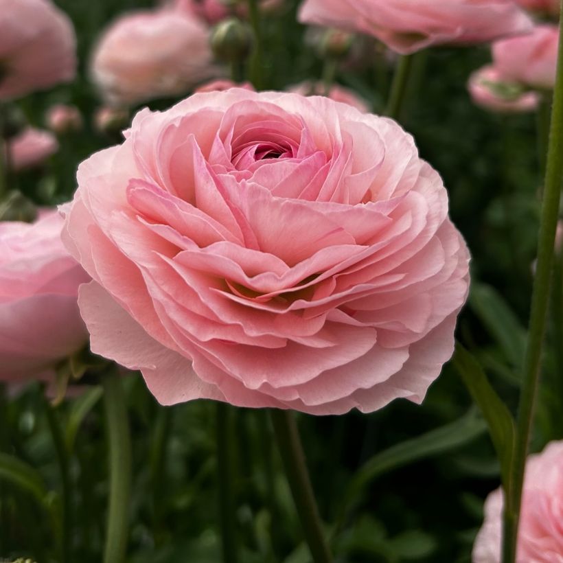 Ranúnculo Romance Seine - Ranunculus asiaticus (Floração)